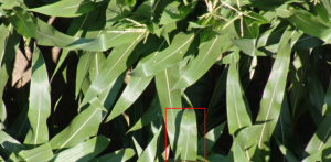 holcus leaf spot